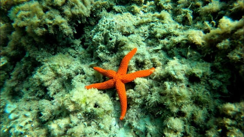 Tabarca Island: Guided Snorkel Excursion - FAQs