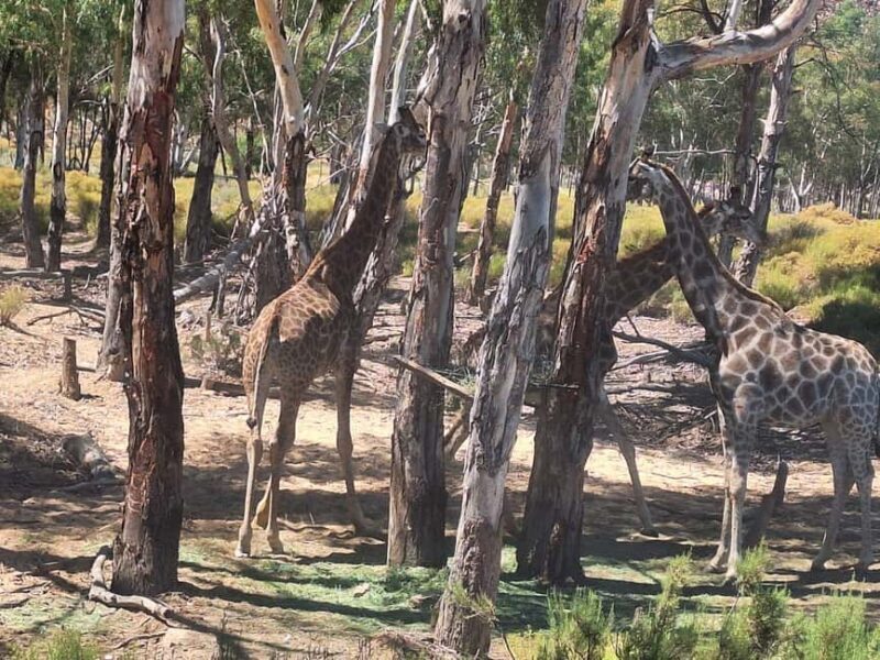 Table Mountain and Aquilla Game Reserve Sunset Safari - Key Points