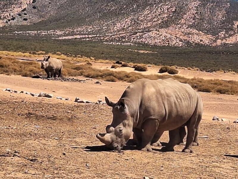 Table Mountain and Aquilla Game Reserve Sunset Safari - An In-Depth Look at the Tour Experience