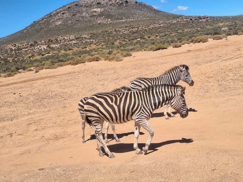 Table Mountain and Aquilla Game Reserve Sunset Safari - The Practical Side: Timing, Group Size, and Flexibility