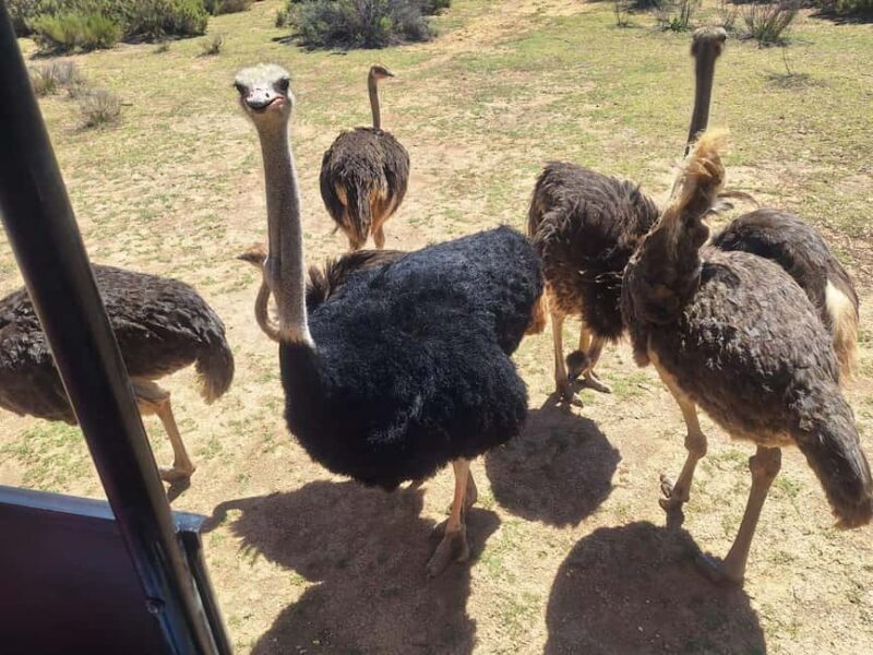 Table Mountain and Aquilla Game Reserve Sunset Safari - The Experience from a Guest’s Perspective