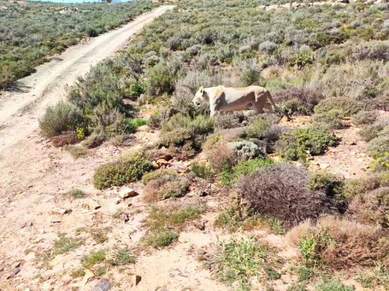 Table Mountain and Aquilla Game Reserve Sunset Safari - FAQs