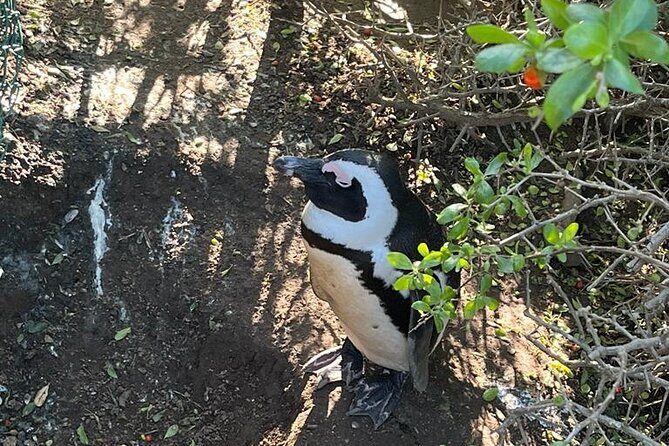 Table Mountain and Penguins Half Day Shared Group Tour - Who Is This Tour Best For?