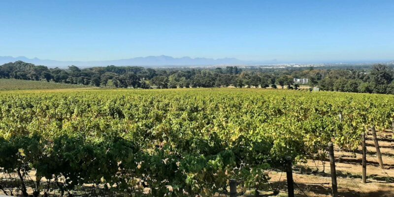 Table Mountain and Stellenbosch Wine tasting tour - What Makes This Tour Stand Out?  