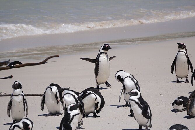 Table Mountain, Cape of good hope Full Day Shared Group Tour - The Sum Up