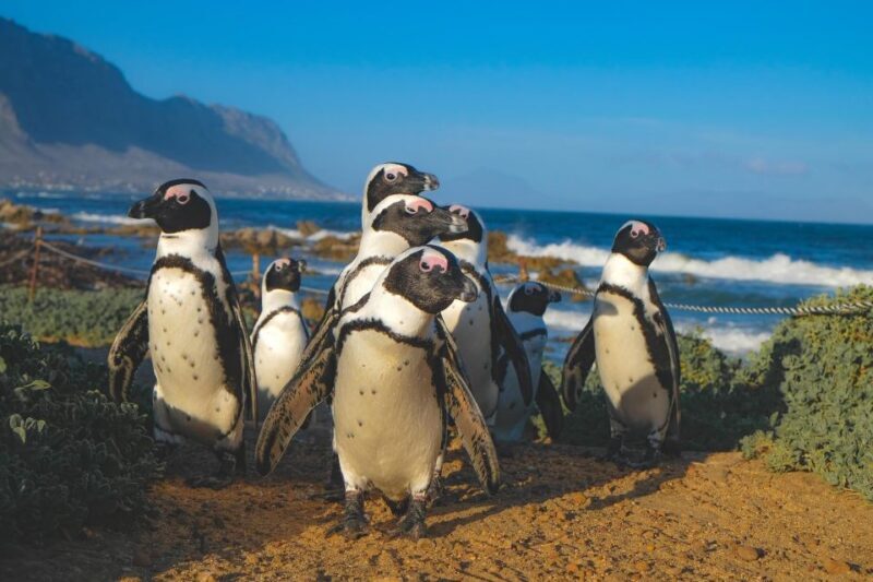 Table Mountain, Cape Of Good Hope, Penguins, Full Day Tour - An In-Depth Look at the Tour Itinerary