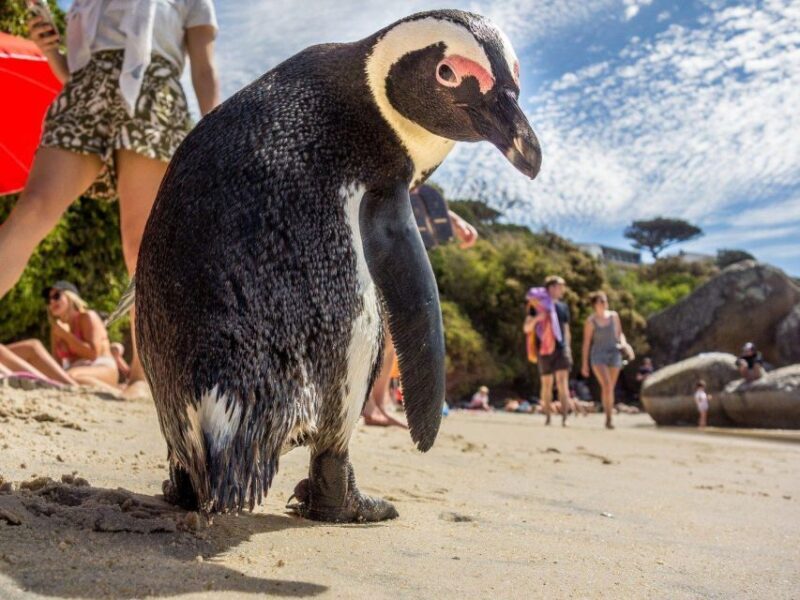 Table Mountain, Cape Of Good Hope, Penguins, Full Day Tour - FAQ
