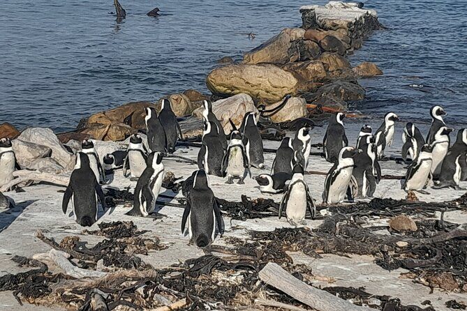Table Mountain, cape peninsula& Penguins Colony Small Group Tour - Key Points