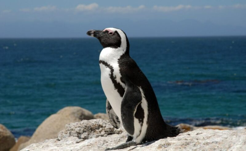 Table Mountain, Cape Point & Penguin Beach ENTRANCE INCLUDED - Key Points