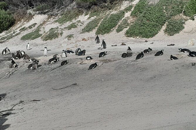 Table Mountain Cape Point Penguin Groot Constantia Private Tour - Final Thoughts: Is This Tour Right for You?