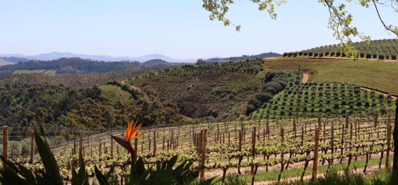 Table Mountain & Constantia Wine Estate Private Combo Tour - Exploring Cape Town’s Best: A Look at the Table Mountain & Constantia Wine Estate Private Combo Tour
