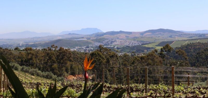 Table Mountain & Constantia Wine Estate Private Combo Tour - The Practical Aspects: What You Need to Know