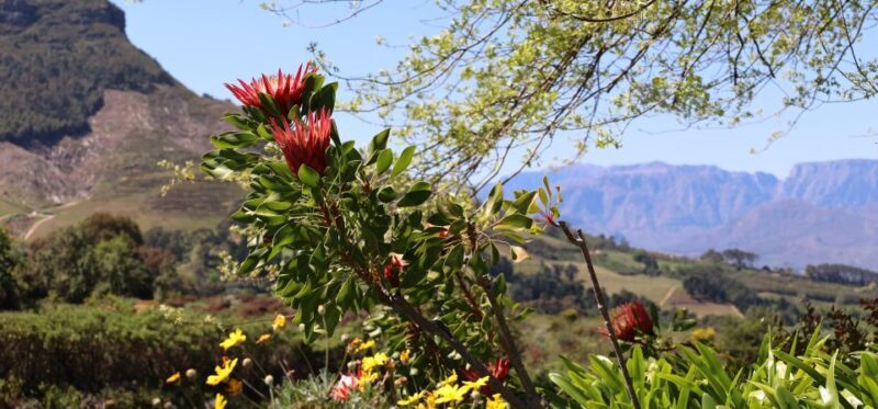 Table Mountain & Constantia Wine Estate Private Combo Tour - Who Will Love This Tour?