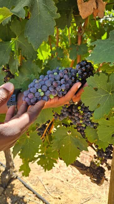 Table Mountain, Historic City & Winelands Private Day Tour. - Key Points