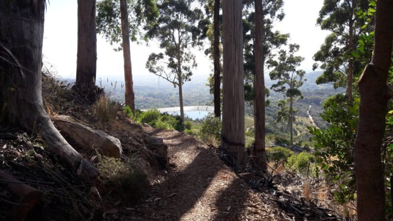 Table Mountain: Mountain Biking to Constantia Wine Estate - An Overview of the Tour