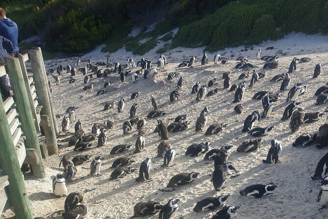 Table Mountain, Penguins and Cape Point Sharing GroupTour - What Makes This Tour Stand Out?