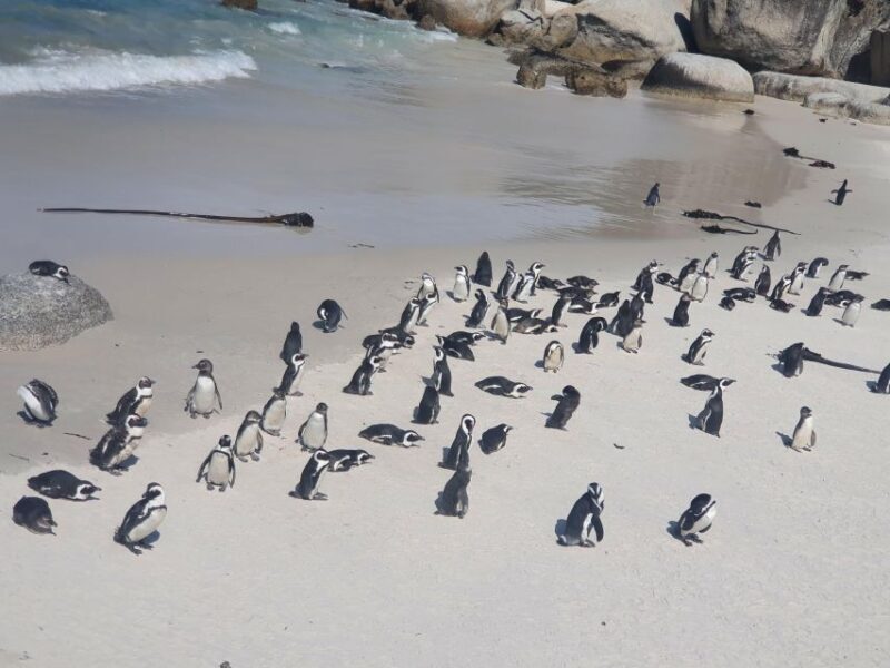 Table Mountain, Penguins & Cape of Good Hope Private Tour - Final Thoughts