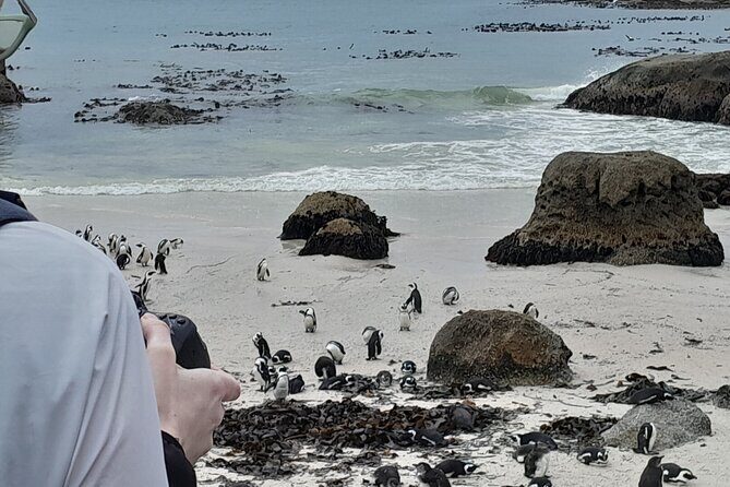 Table Mountain, Penguins, Cape of Good Hope: Private Tour - A Closer Look at the Itinerary