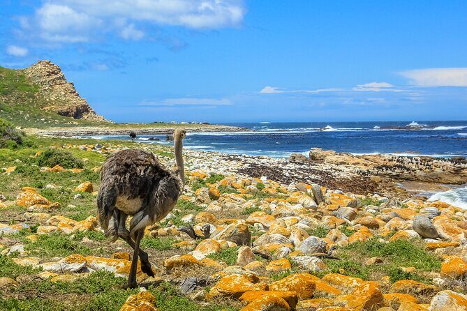 Table Mountain, Penguins & Cape of Good Hope Small Group Top Tour from Cape Town - The Sum Up