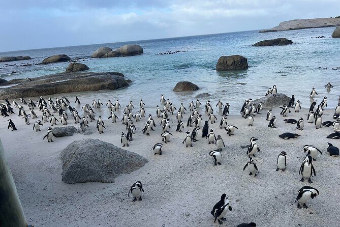Table Mountain, Penguins & Cape of Good Hope Small Group Tour - Practical Insights: What to Expect