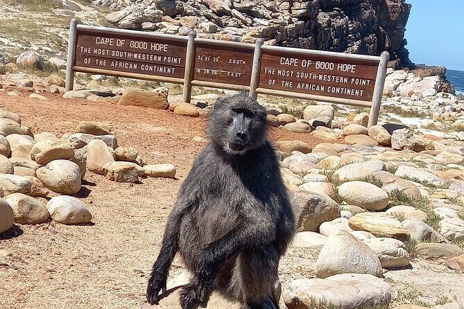 Table Mountain, Penguins & Cape of Good Hope Small Group Tour - Frequently Asked Questions
