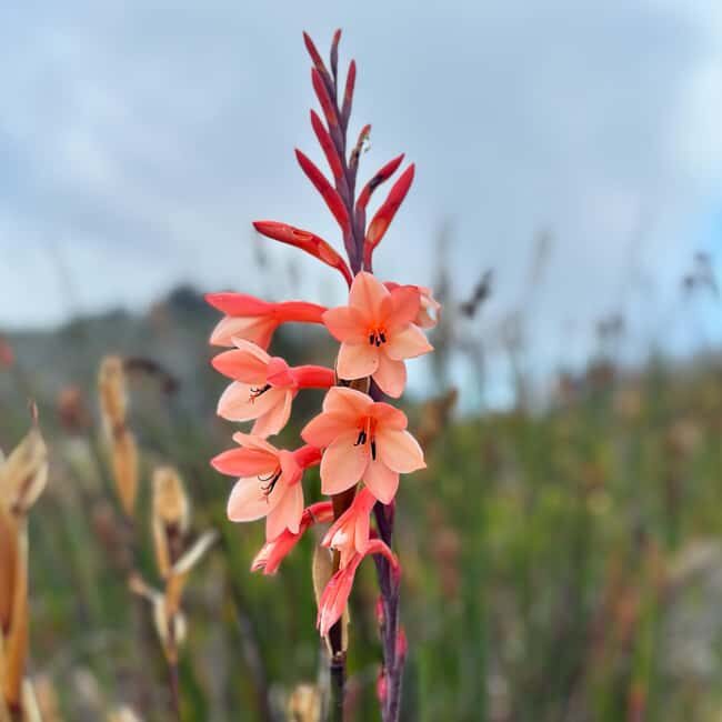 Table Mountain: Skeleton Gorge Hike - The Experience: What to Expect on the Skeleton Gorge Hike
