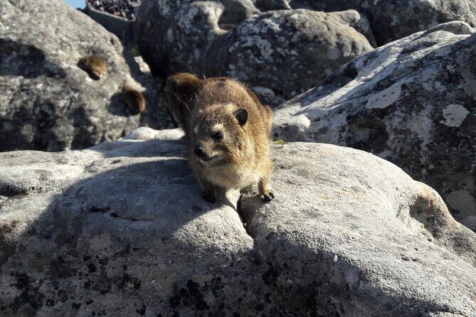 Table Mountain Summit Walk for the Whole Family - PRIVATE - Authentic Experiences That Stand Out