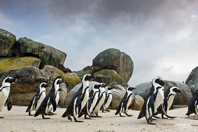 Table Mountain-Wines-Penguins-Cape Point All Inclusive Group Tour - Authentic Insights from Reviews