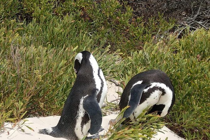 Table Mountain-Wines-Penguins-Cape Point All Inclusive Group Tour - FAQ