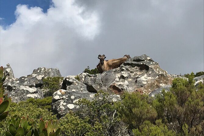 Table Mountain's India Venster Hike + Hotel Pick-Up - Practical Tips for Hikers