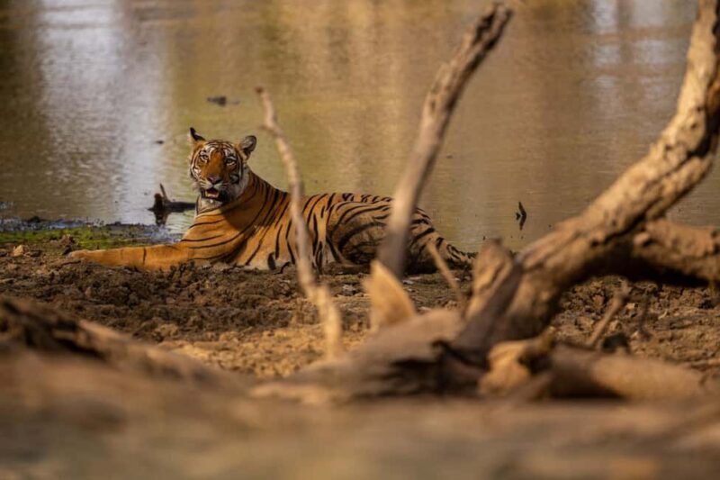 Tadoba wild life tour - Introduction: What to Expect from the Tadoba Wildlife Tour