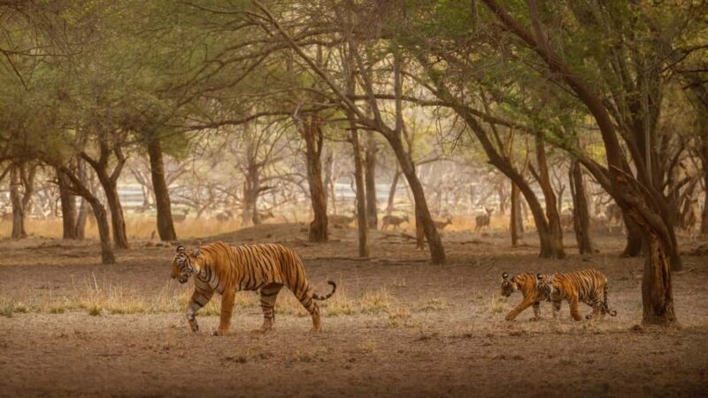Tadoba wild life tour - What Makes This Tour Stand Out