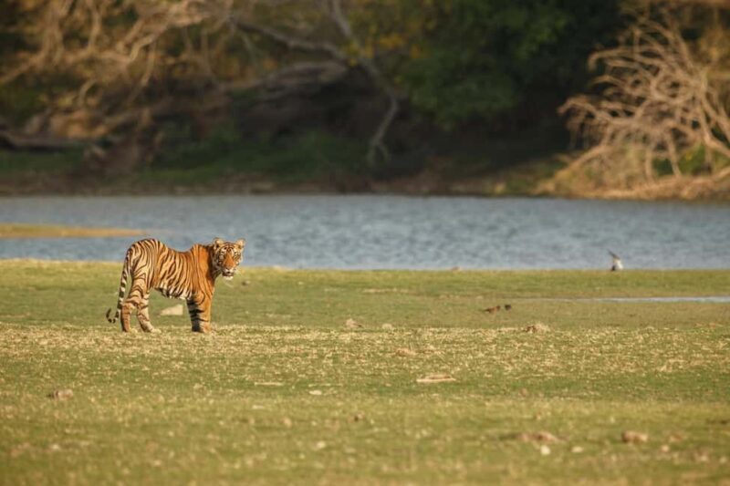 Tadoba wild life tour - Who Should Consider This Tour?