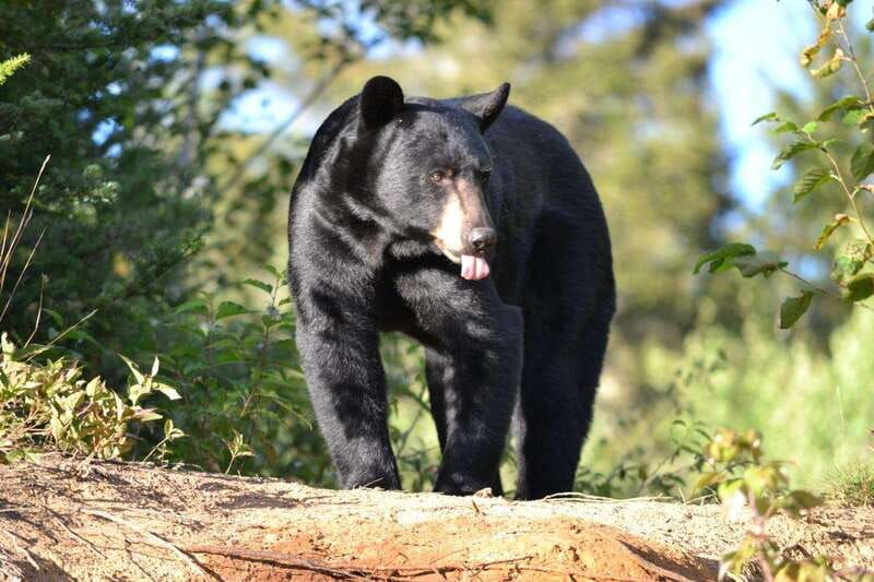 tadoussac-black-bear-observation-with-expert-guide