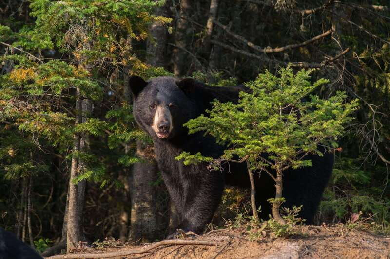tadoussac-black-bear-observation-with-expert-guide