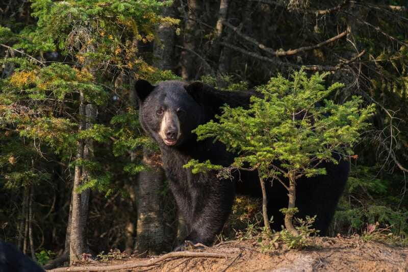 tadoussac-black-bear-observation-with-expert-guide