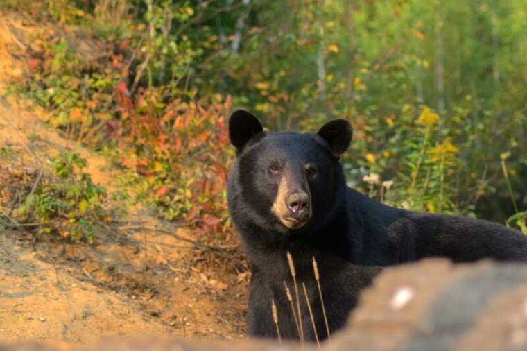 tadoussac-black-bear-observation-with-expert-guide