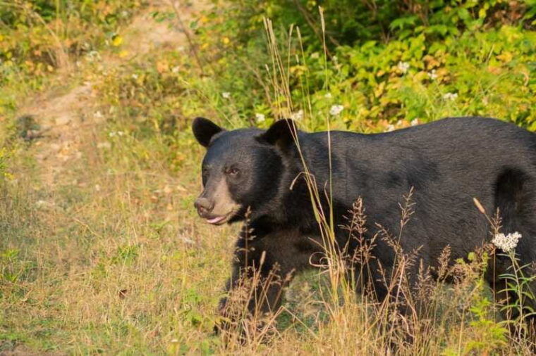 tadoussac-black-bear-observation-with-expert-guide