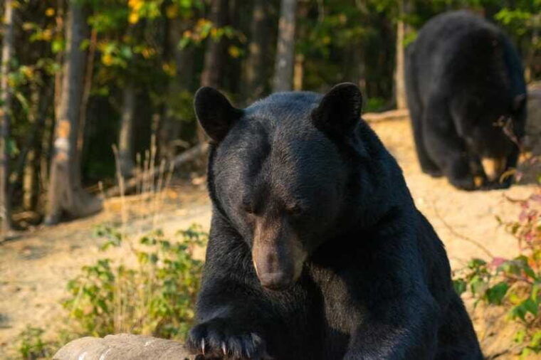 tadoussac-black-bear-observation-with-expert-guide