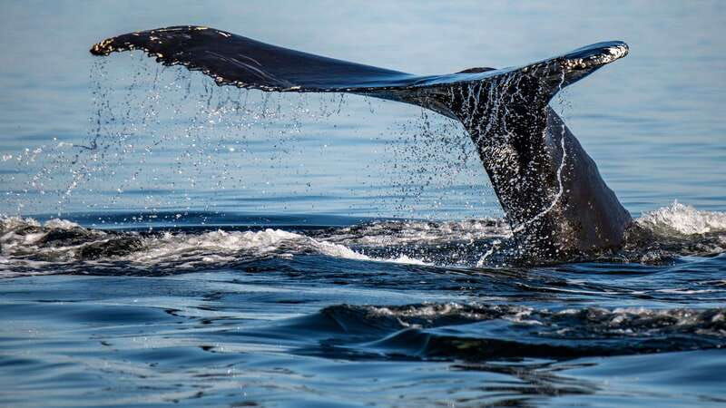 tadoussac-charlevoix-3-hour-whale-watching-boat-tour