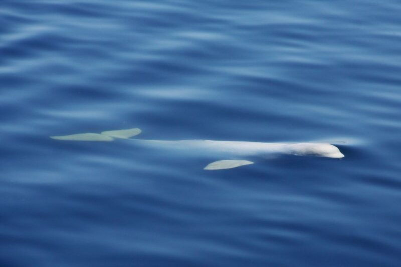 tadoussac-charlevoix-3-hour-whale-watching-boat-tour