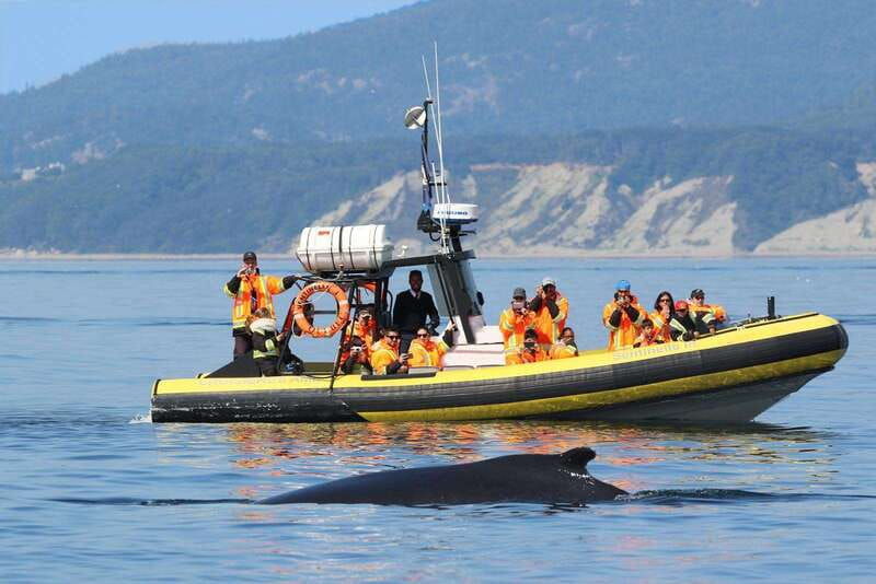 tadoussac-charlevoix-whale-watching-tour-bear-observation
