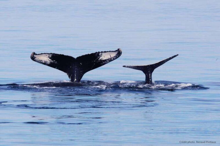 tadoussac-charlevoix-whale-watching-tour-bear-observation