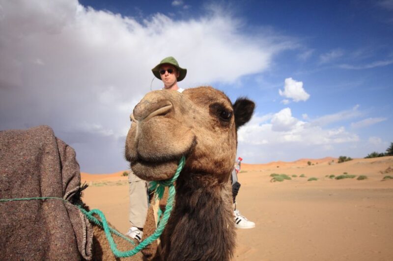 Taghazout Sunset Camel Ride - What to Expect from the Taghazout Sunset Camel Ride