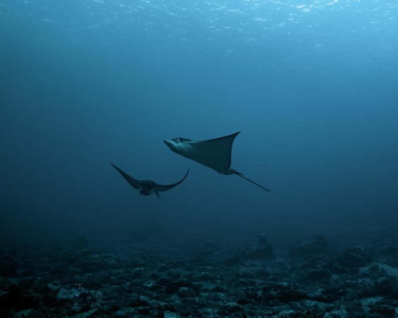 Tahiti underwater photo experience - Who Will Love This Tour?