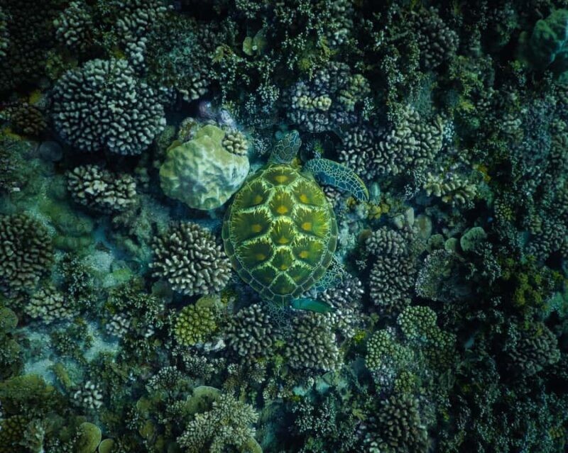 Tahiti underwater photo experience - Final Thoughts