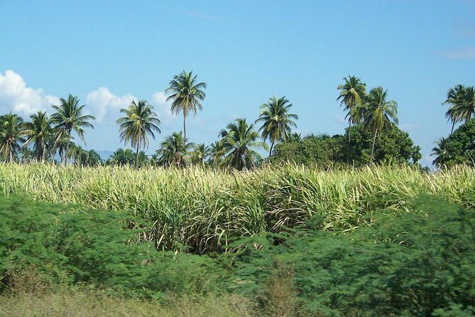 taino-bay-shore-excursion-2-person-buggy-tour