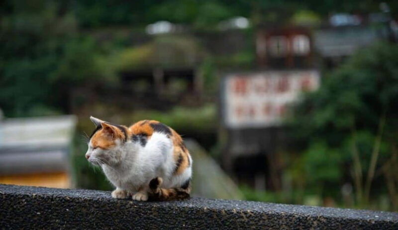 taipei-jiufenshifen-houtong-cat-village-private-day-tour