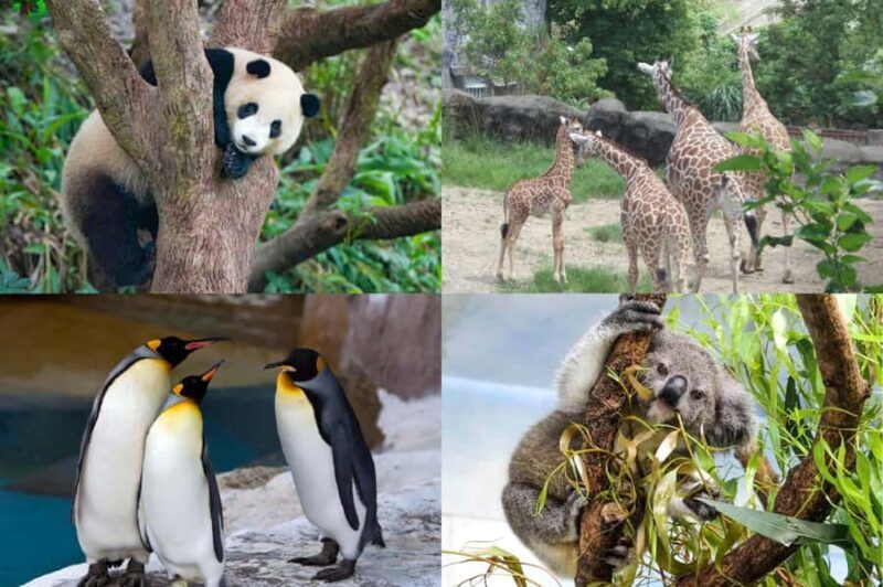 Taipei: Maokong Gondola & Zoo Combo Ticket with Train - Exploring the Taipei Zoo