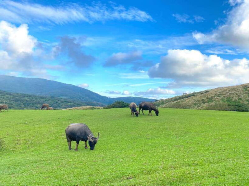 taipei-yangmingshan-beitou-full-day-tour